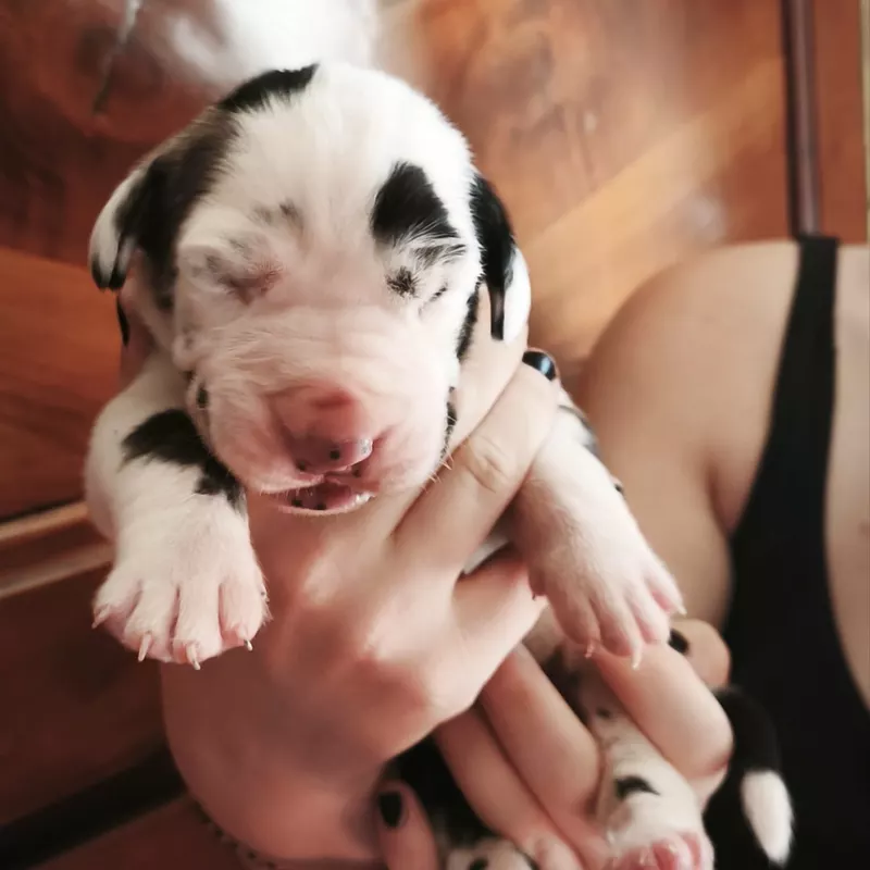 Portée Dogue Allemand Noir · élevage Dogs Of Djwil — photo 2 sur 11