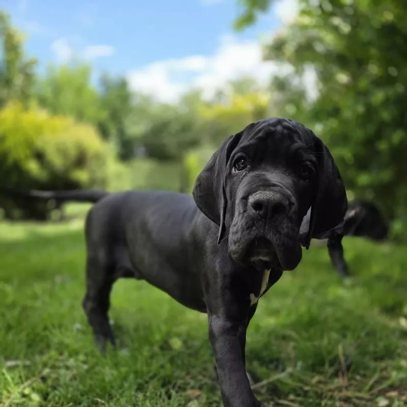 Portée Dogue Allemand Plusieurs variétés · élevage Mégane SABBATINI — photo 6 sur 7