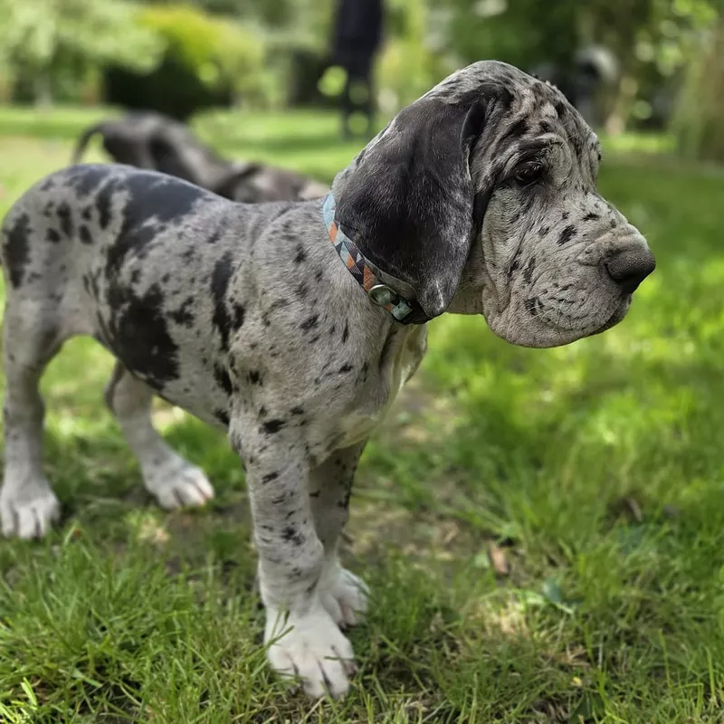 Portée Dogue Allemand Plusieurs variétés · élevage Mégane SABBATINI — photo 2 sur 7