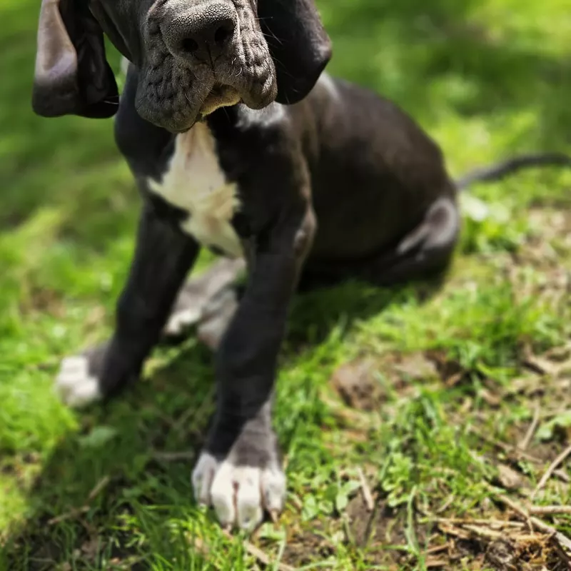 Portée Dogue Allemand Plusieurs variétés · élevage Mégane SABBATINI — photo 7 sur 7