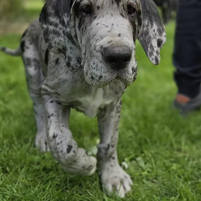 Portée Dogue Allemand Plusieurs variétés · élevage Mégane SABBATINI — photo 3 sur 7