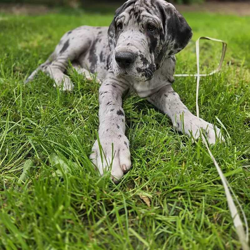 Portée Dogue Allemand Plusieurs variétés · élevage Mégane SABBATINI — photo 1 sur 7
