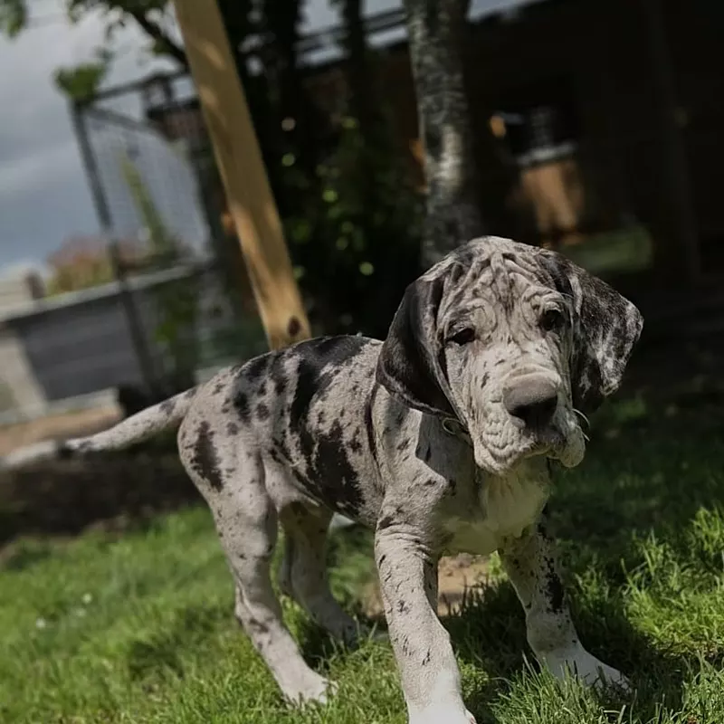 Portée Dogue Allemand Plusieurs variétés · élevage Mégane SABBATINI — photo 4 sur 7