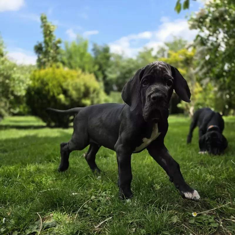 Portée Dogue Allemand Plusieurs variétés · élevage Mégane SABBATINI — photo 5 sur 7