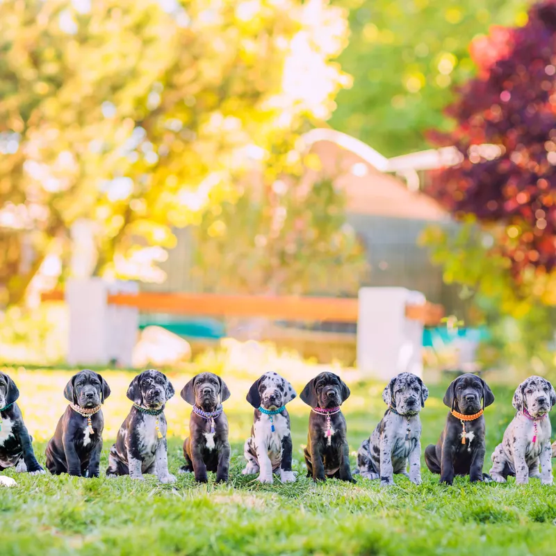 Portée Dogue Allemand Plusieurs variétés · élevage Des Black Dogs Of Go Spirit — photo 1 sur 1