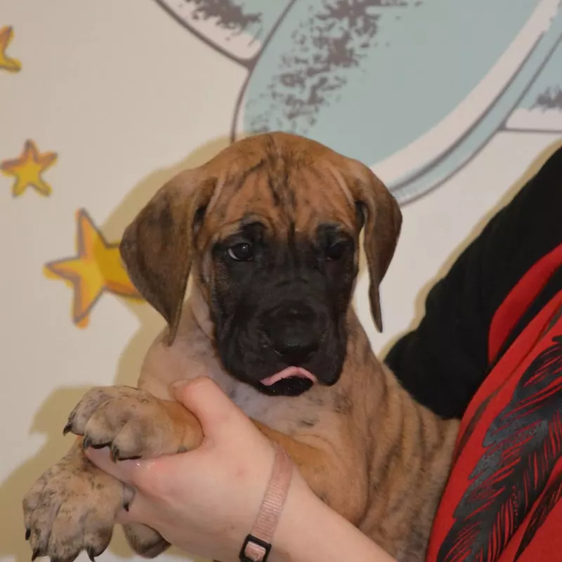 Portée Dogue Allemand Bringé · élevage Des Zamours de Caux — photo 1 sur 17