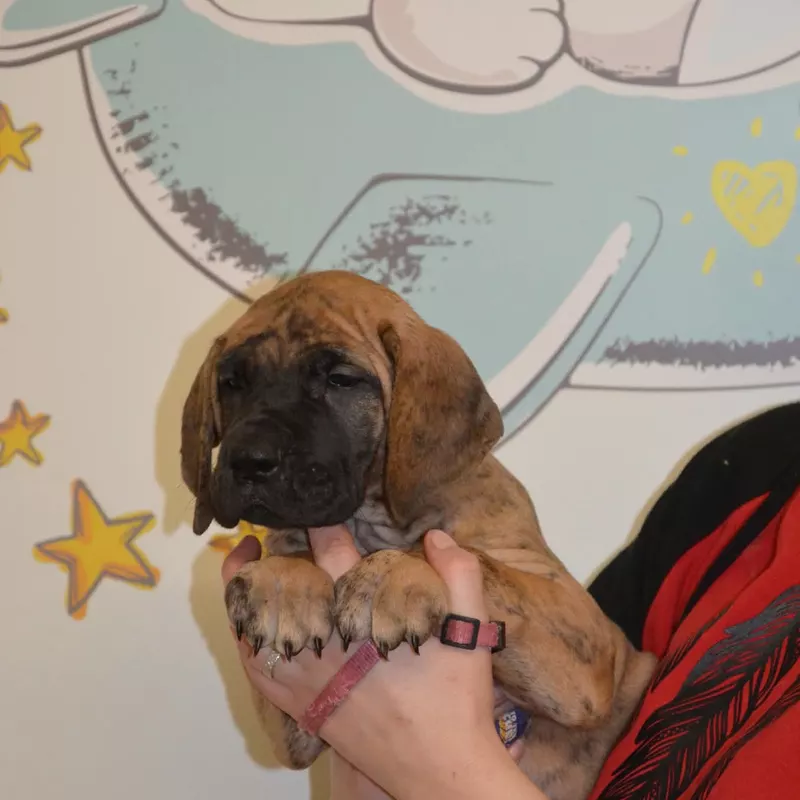 Portée Dogue Allemand Bringé · élevage Des Zamours de Caux — photo 2 sur 17