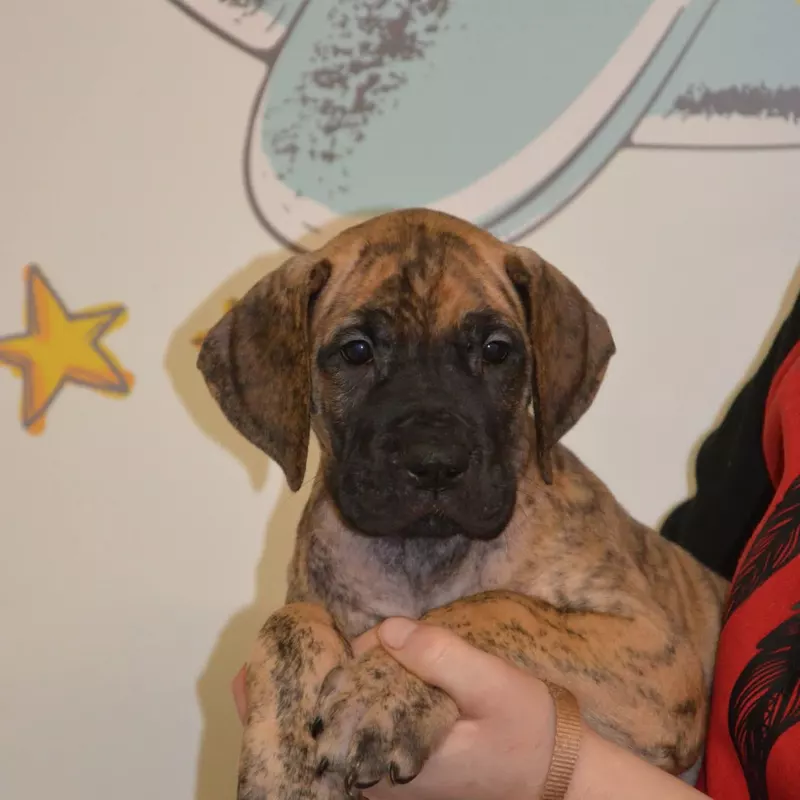 Portée Dogue Allemand Bringé · élevage Des Zamours de Caux — photo 3 sur 17