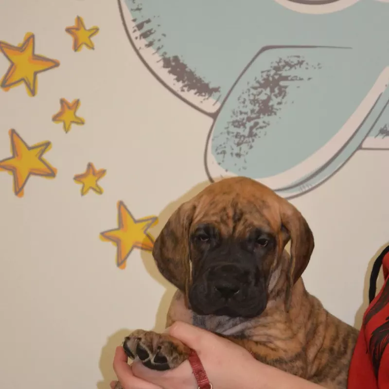 Portée Dogue Allemand Bringé · élevage Des Zamours de Caux — photo 4 sur 17
