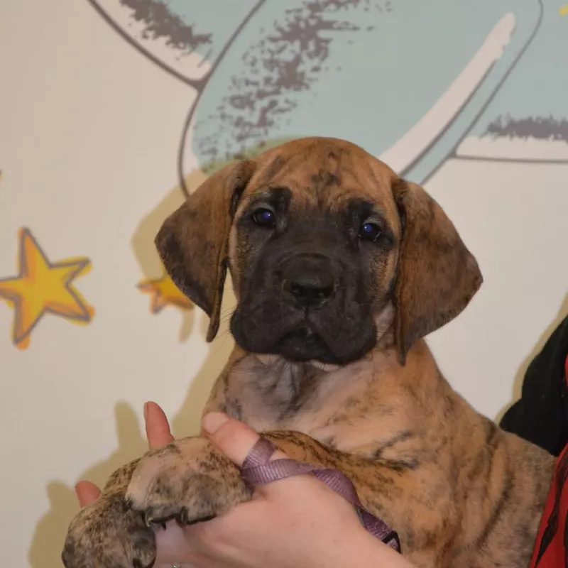 Portée Dogue Allemand Bringé · élevage Des Zamours de Caux — photo 5 sur 17