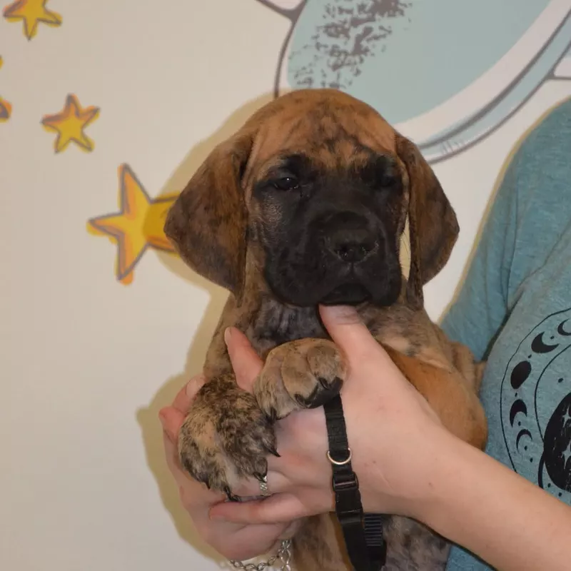 Portée Dogue Allemand Bringé · élevage Des Zamours de Caux — photo 7 sur 17