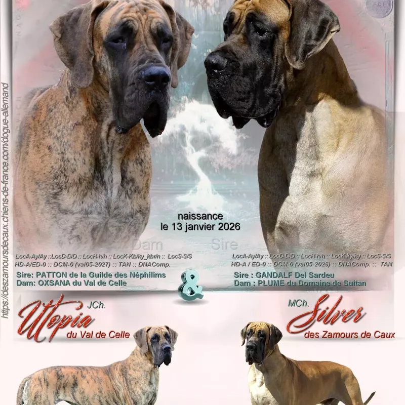 Portée Dogue Allemand Bringé · élevage Des Zamours de Caux — photo 8 sur 17