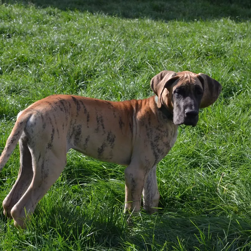 Portée Dogue Allemand Bringé · élevage Des Zamours de Caux — photo 12 sur 17