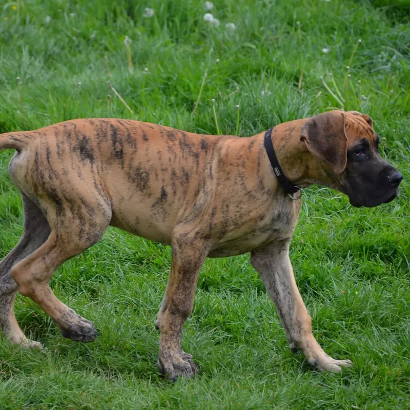 Portée Dogue Allemand Bringé · élevage Des Zamours de Caux — photo 10 sur 17