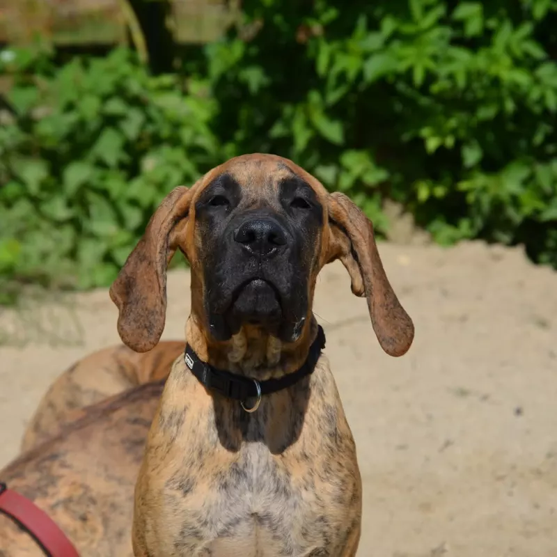 Portée Dogue Allemand Bringé · élevage Des Zamours de Caux — photo 11 sur 17
