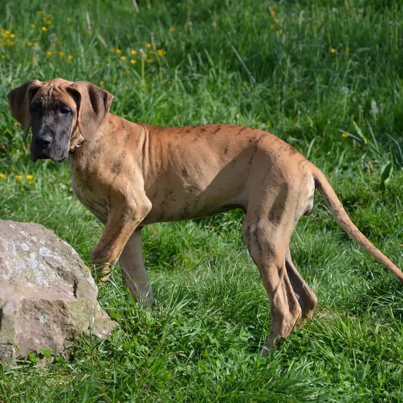Portée Dogue Allemand Bringé · élevage Des Zamours de Caux — photo 15 sur 17