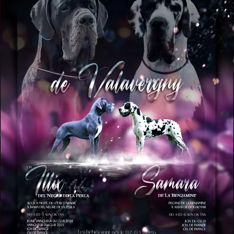 Portée Dogue Allemand Plusieurs variétés · élevage De Valavergny — photo 1 sur 1