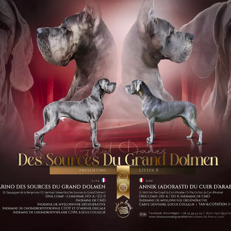 Portée Dogue Allemand Bleu · élevage Des Sources du Grand Dolmen — photo 1 sur 8
