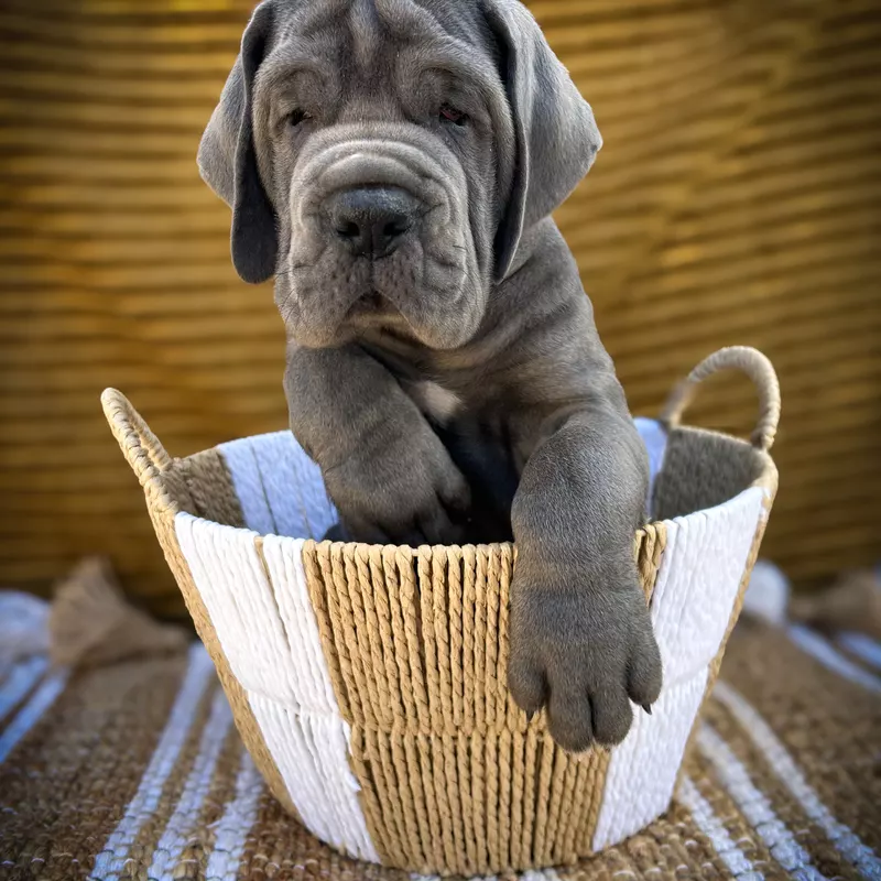 Portée Dogue Allemand Bleu · élevage Des Sources du Grand Dolmen — photo 8 sur 8