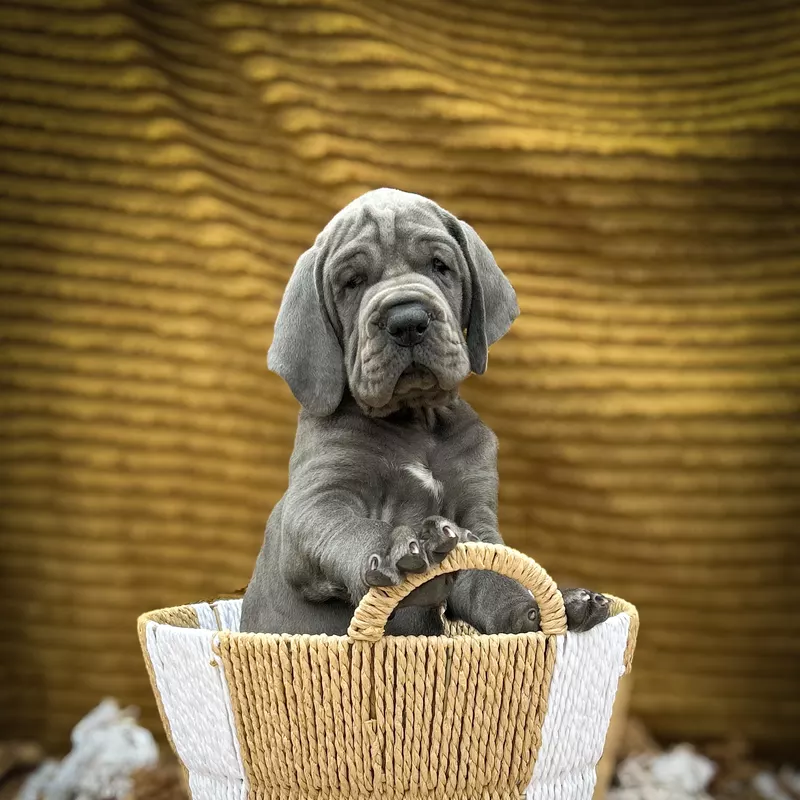 Portée Dogue Allemand Bleu · élevage Des Sources du Grand Dolmen — photo 3 sur 8