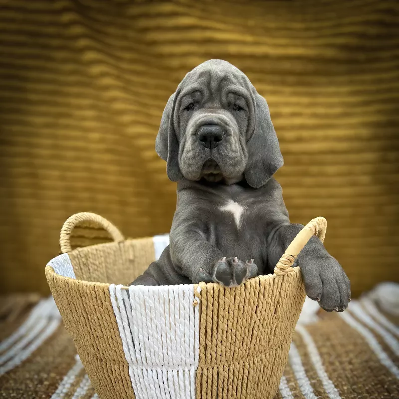 Portée Dogue Allemand Bleu · élevage Des Sources du Grand Dolmen — photo 4 sur 8