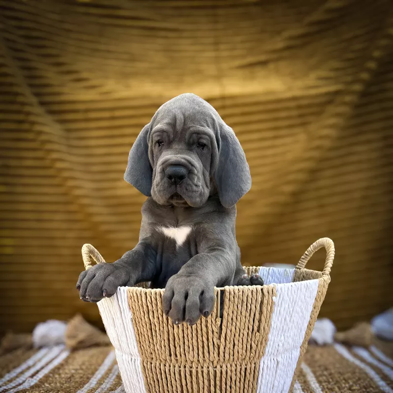 Portée Dogue Allemand Bleu · élevage Des Sources du Grand Dolmen — photo 6 sur 8
