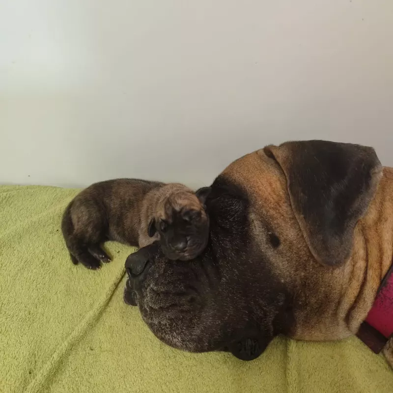 Portée Dogue Allemand Bringé · élevage Des Zamours de Caux — photo 3 sur 3