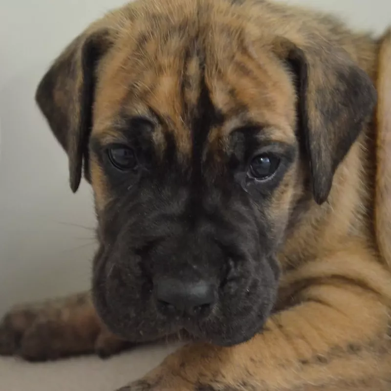 Portée Dogue Allemand Bringé · élevage Des Zamours de Caux — photo 4 sur 7