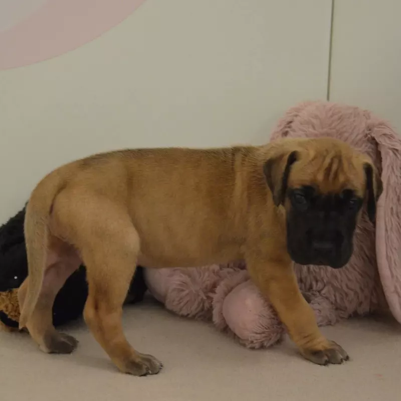 Portée Dogue Allemand Bringé · élevage Des Zamours de Caux — photo 7 sur 7