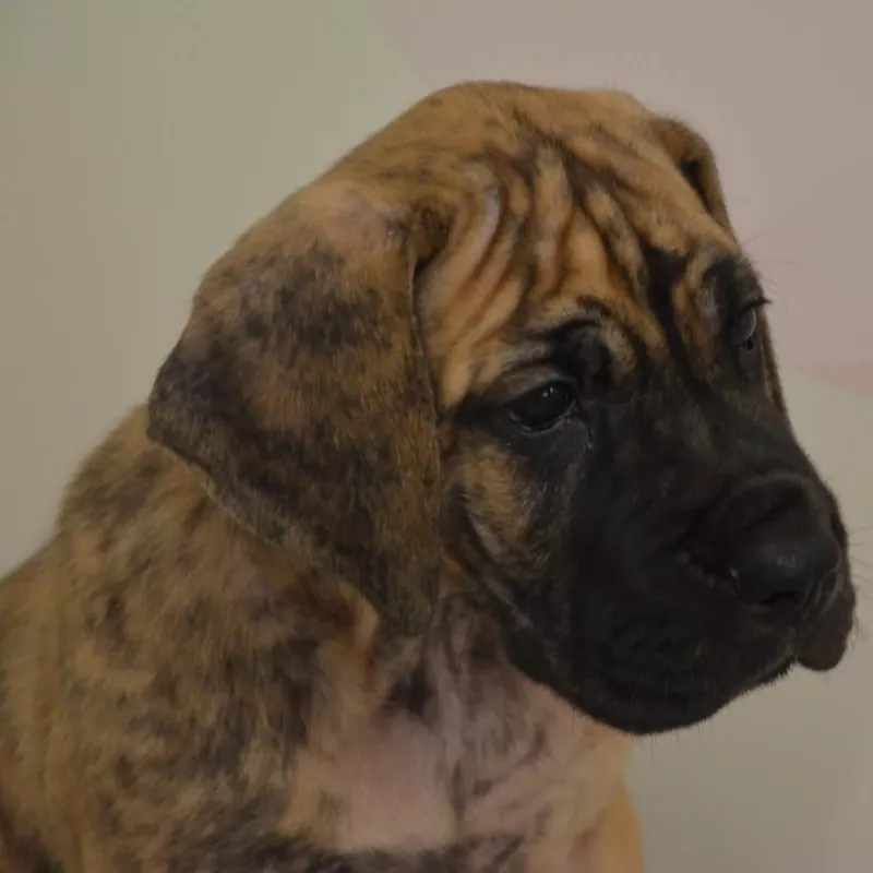 Portée Dogue Allemand Bringé · élevage Des Zamours de Caux — photo 2 sur 5