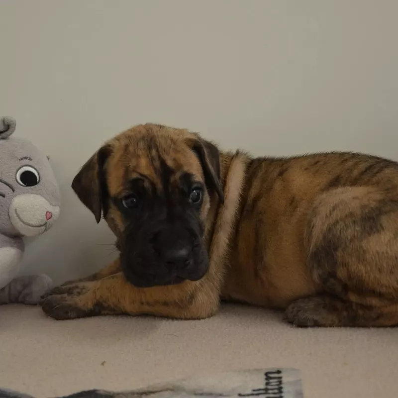 Portée Dogue Allemand Bringé · élevage Des Zamours de Caux — photo 5 sur 7