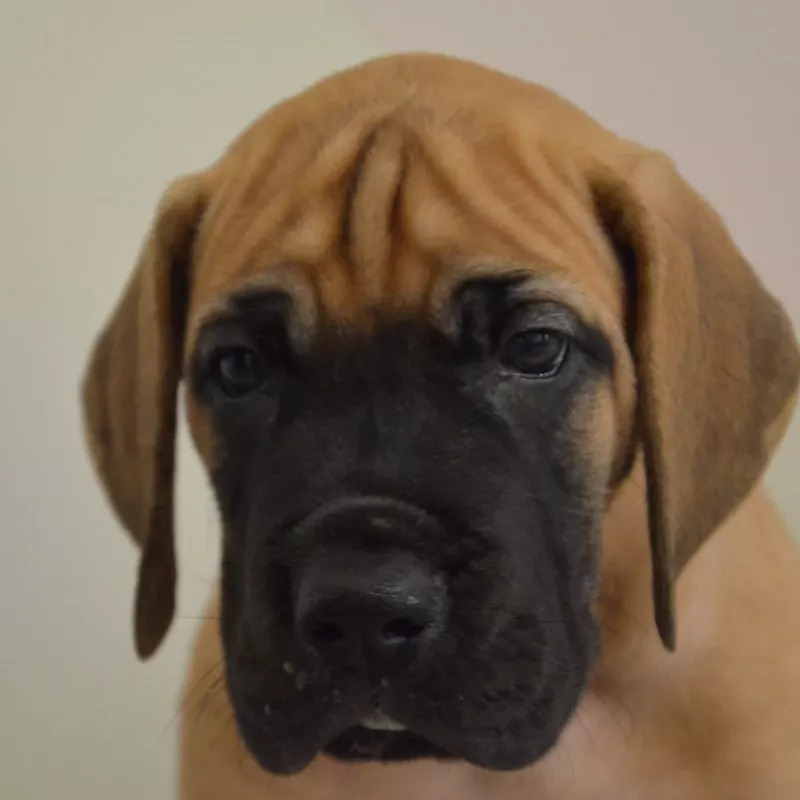 Portée Dogue Allemand Bringé · élevage Des Zamours de Caux — photo 4 sur 5