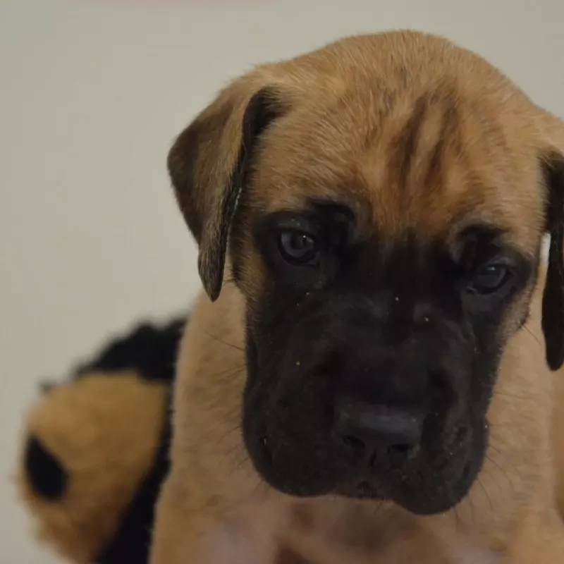 Portée Dogue Allemand Bringé · élevage Des Zamours de Caux — photo 6 sur 7