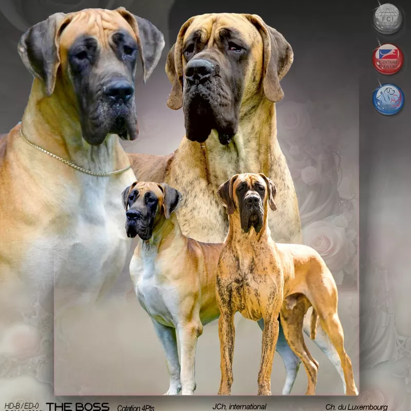 Portée Dogue Allemand Bringé · élevage Des Zamours de Caux — photo 1 sur 3