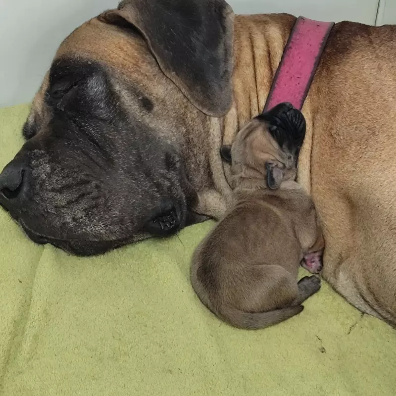 Portée Dogue Allemand Bringé · élevage Des Zamours de Caux — photo 2 sur 3