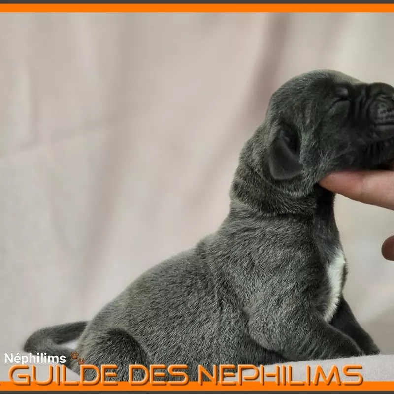 Portée Dogue Allemand Bleu · élevage De la Guilde des Nephilims — photo 4 sur 8