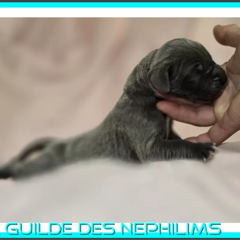 Portée Dogue Allemand Bleu · élevage De la Guilde des Nephilims — photo 6 sur 8