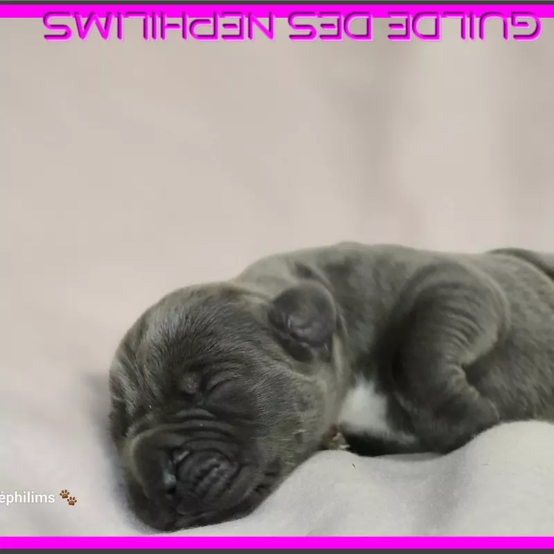 Portée Dogue Allemand Bleu · élevage De la Guilde des Nephilims — photo 2 sur 8