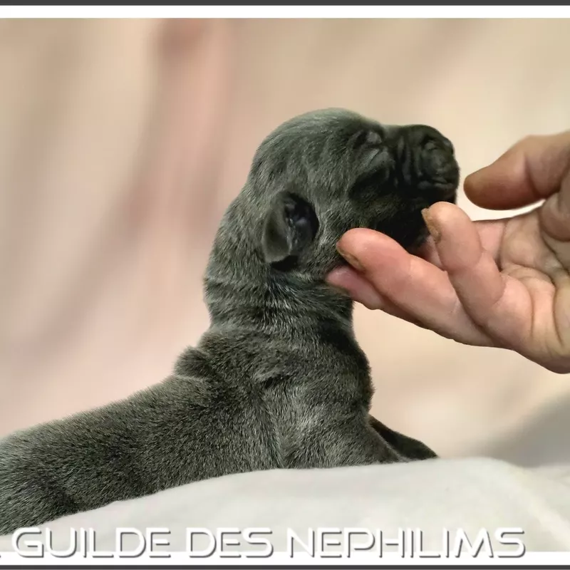 Portée Dogue Allemand Bleu · élevage De la Guilde des Nephilims — photo 5 sur 8