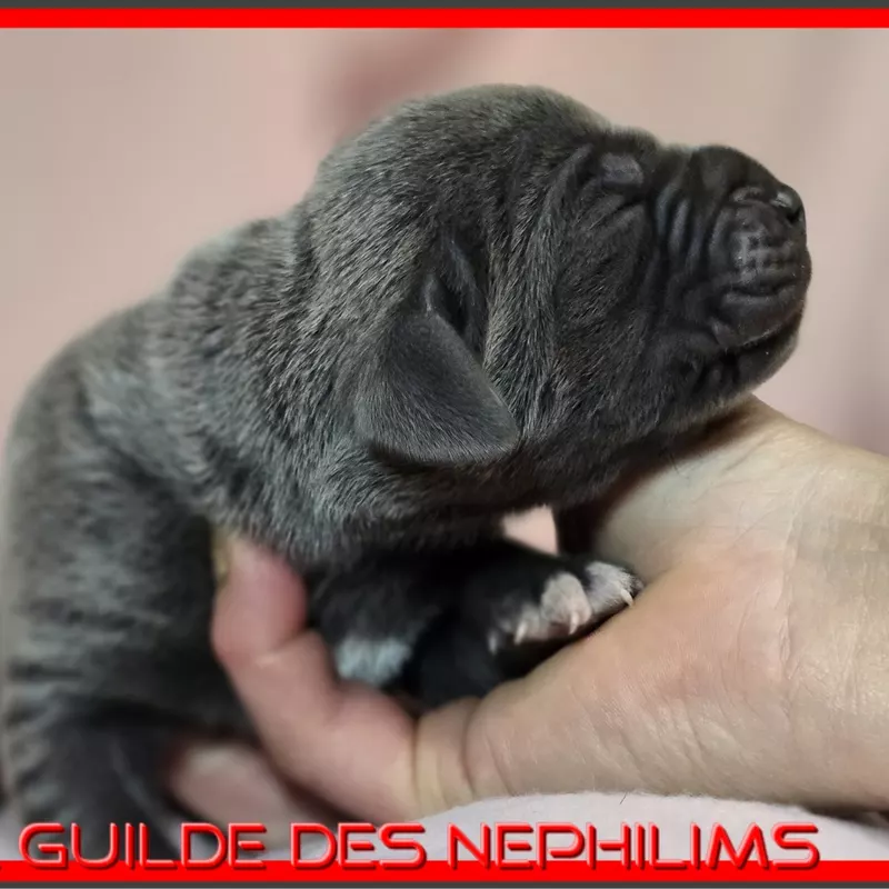 Portée Dogue Allemand Bleu · élevage De la Guilde des Nephilims — photo 8 sur 8