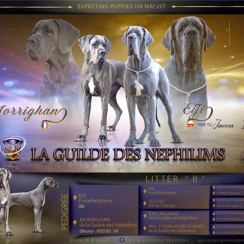Portée Dogue Allemand Bleu · élevage De la Guilde des Nephilims — photo 1 sur 8