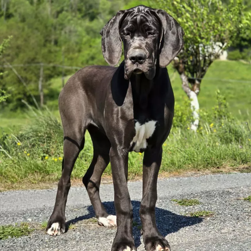 Portée Dogue Allemand Plusieurs variétés · élevage La Comté d'Érébore — photo 1 sur 1