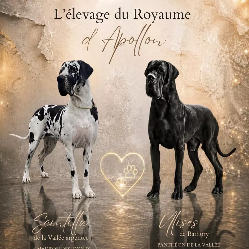 Portée Dogue Allemand Plusieurs variétés · élevage Du Royaume d'Apollon — photo 1 sur 1