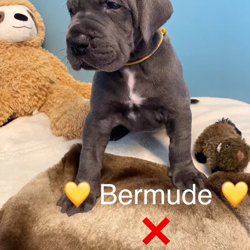 Portée Dogue Allemand Bleu · élevage De la Cote Septentrionale — photo 6 sur 11