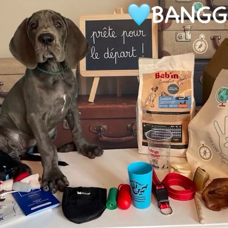 Portée Dogue Allemand Bleu · élevage De la Cote Septentrionale — photo 4 sur 11