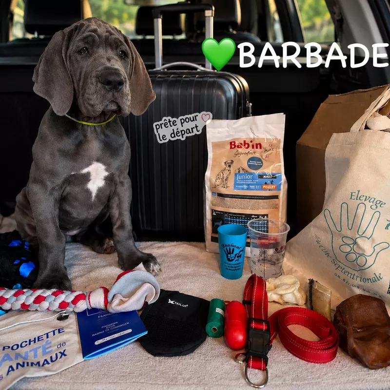 Portée Dogue Allemand Bleu · élevage De la Cote Septentrionale — photo 5 sur 11