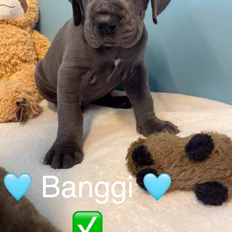 Portée Dogue Allemand Bleu · élevage De la Cote Septentrionale — photo 3 sur 11