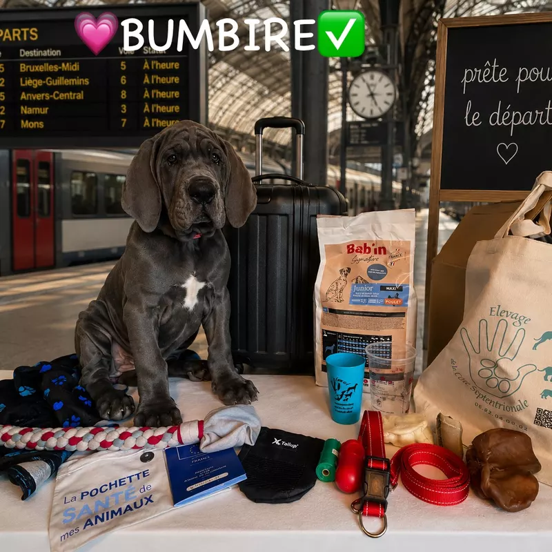 Portée Dogue Allemand Bleu · élevage De la Cote Septentrionale — photo 6 sur 11