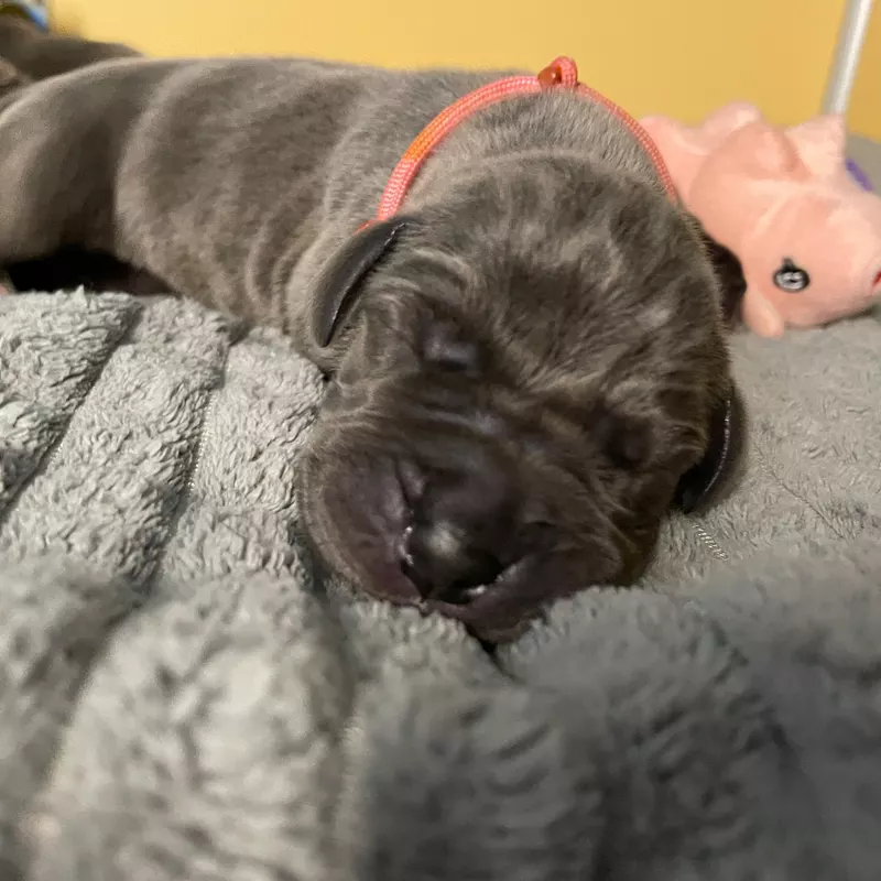Portée Dogue Allemand Bleu · élevage De la Cote Septentrionale — photo 7 sur 11