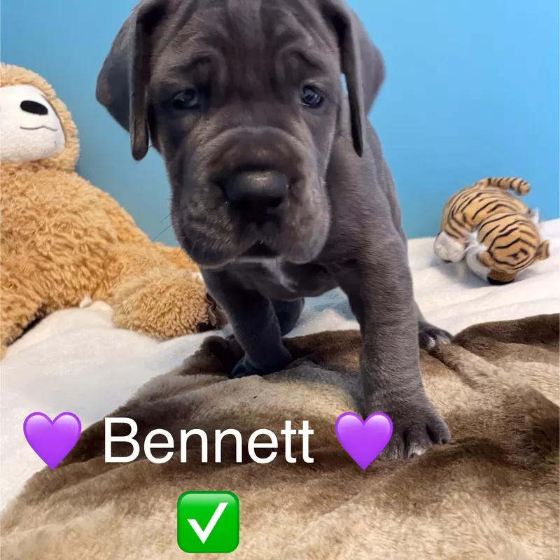 Portée Dogue Allemand Bleu · élevage De la Cote Septentrionale — photo 2 sur 11